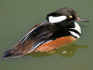 Hooded Merganser (WWT Slimbridge April 2010) - pic by Nigel Key